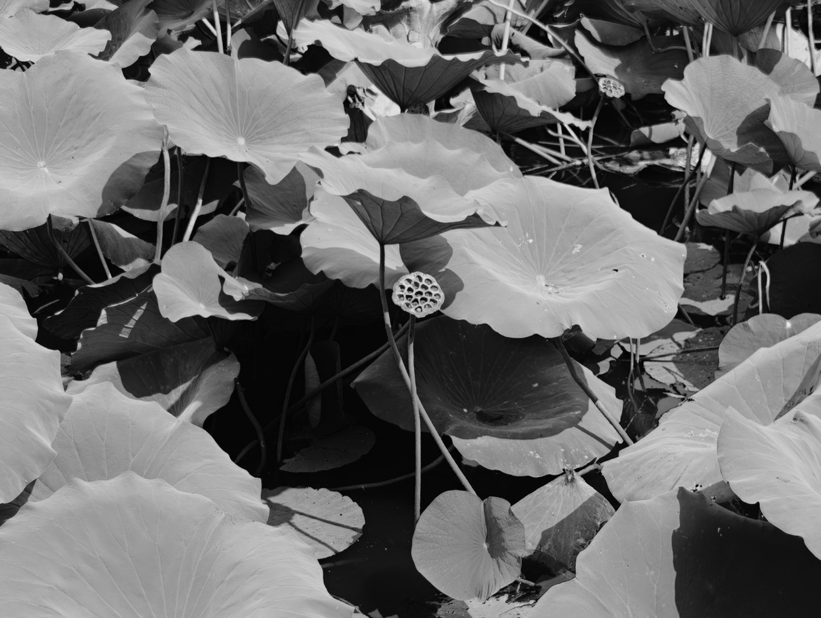 作品集
